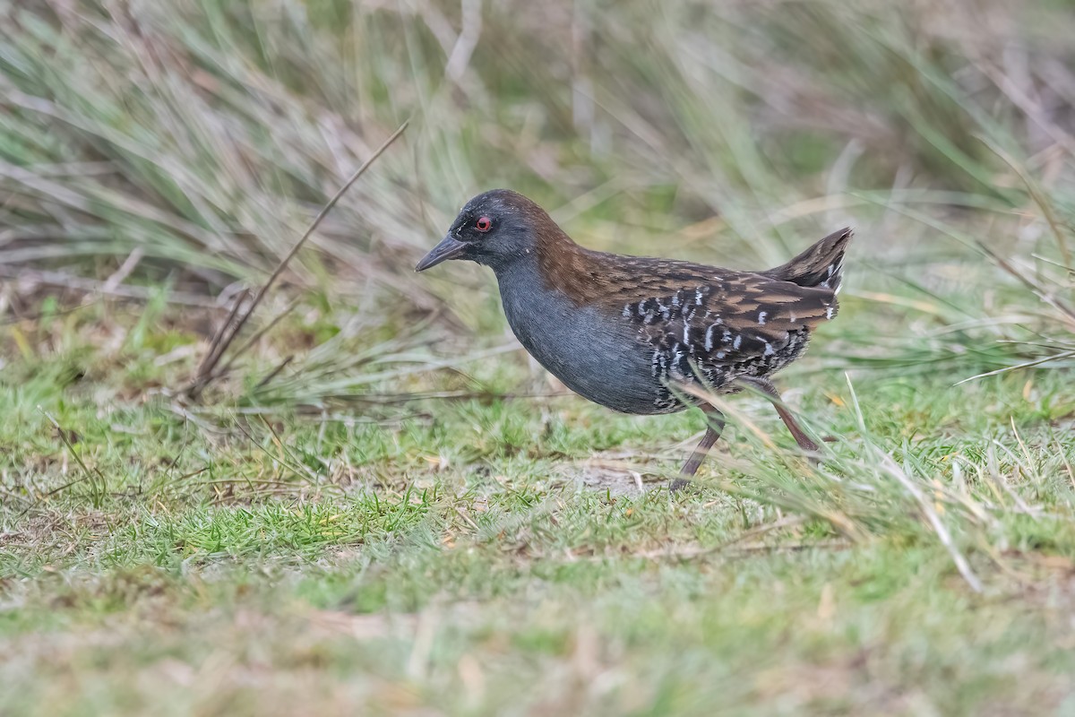 Dot-winged Crake - ML642717642