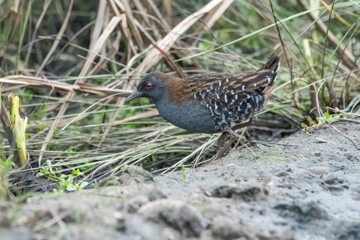 Dot-winged Crake - ML642717643