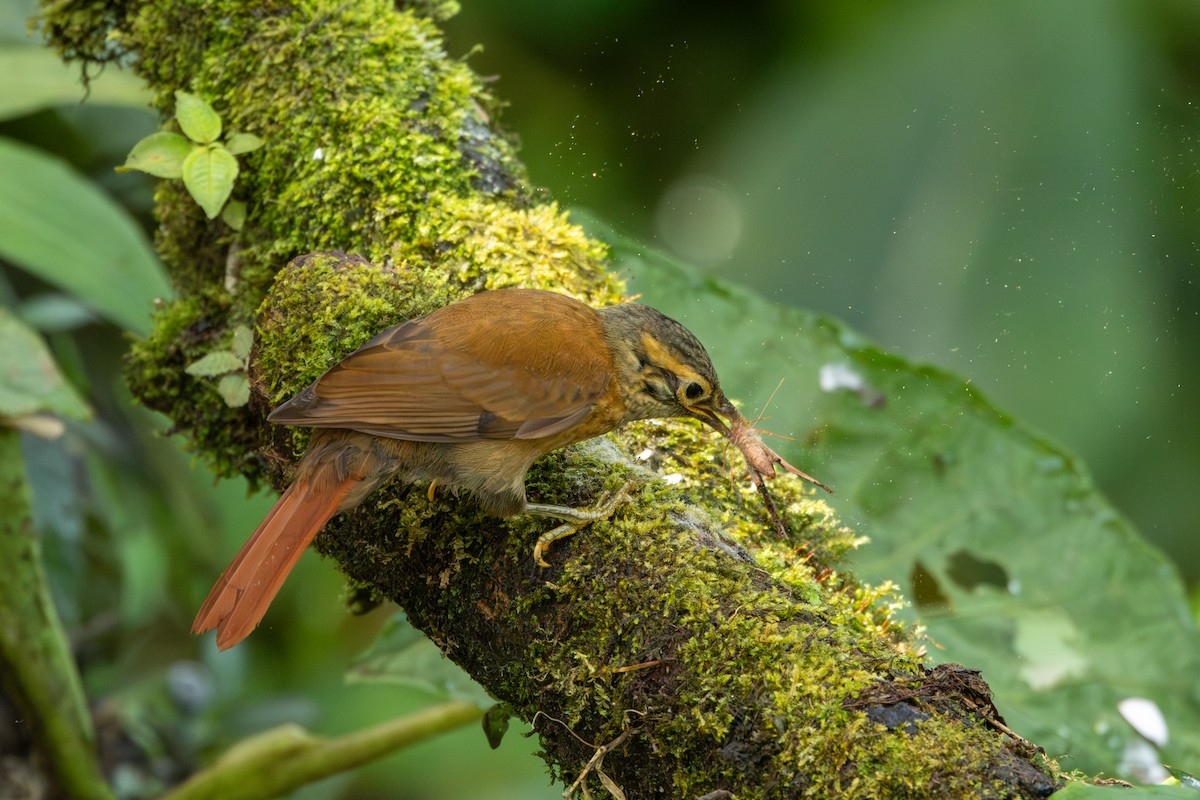 Scaly-throated Foliage-gleaner - ML642717645