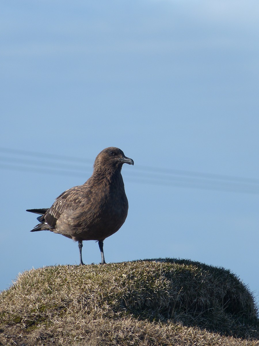 Great Skua - ML642717651