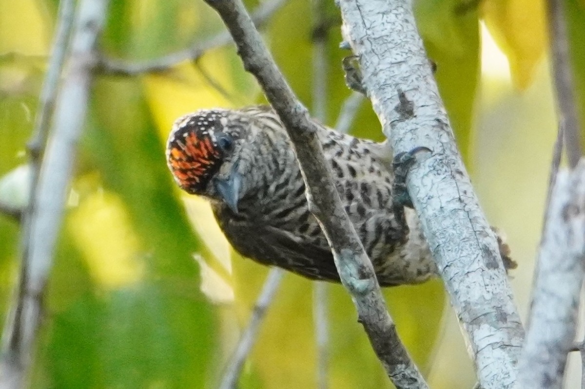 Golden-spangled Piculet - ML642717660
