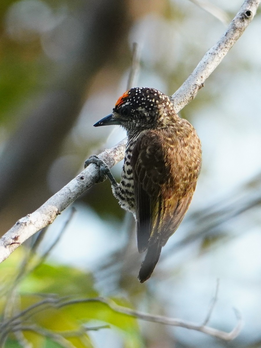 Golden-spangled Piculet - ML642717662