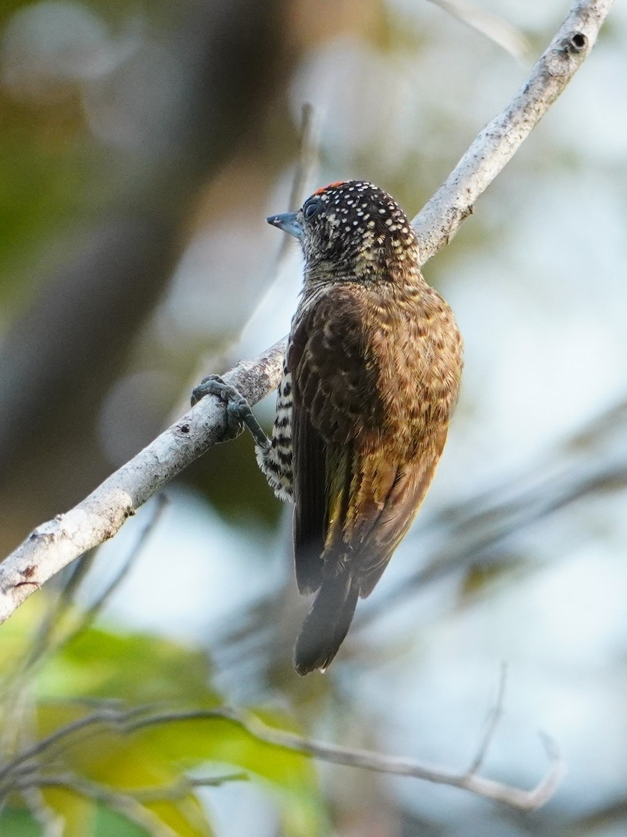 Golden-spangled Piculet - ML642717663