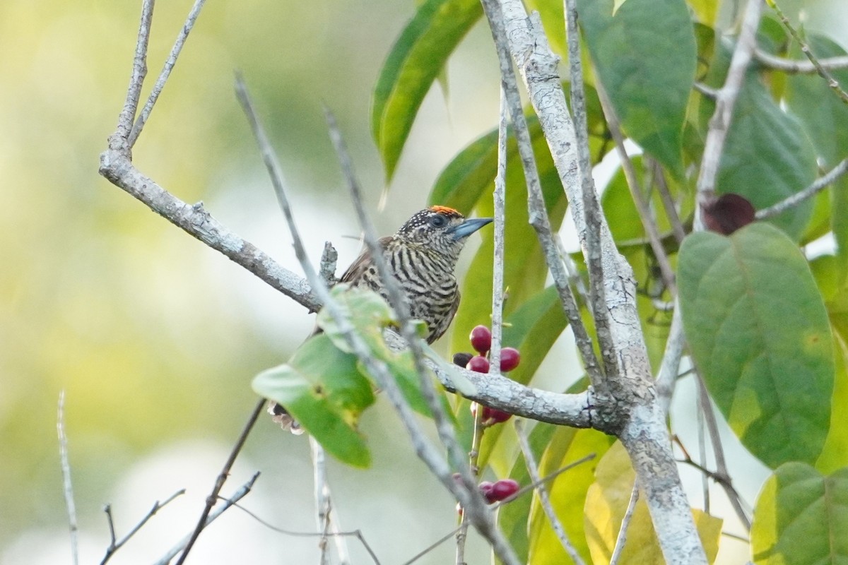 Golden-spangled Piculet - ML642717664