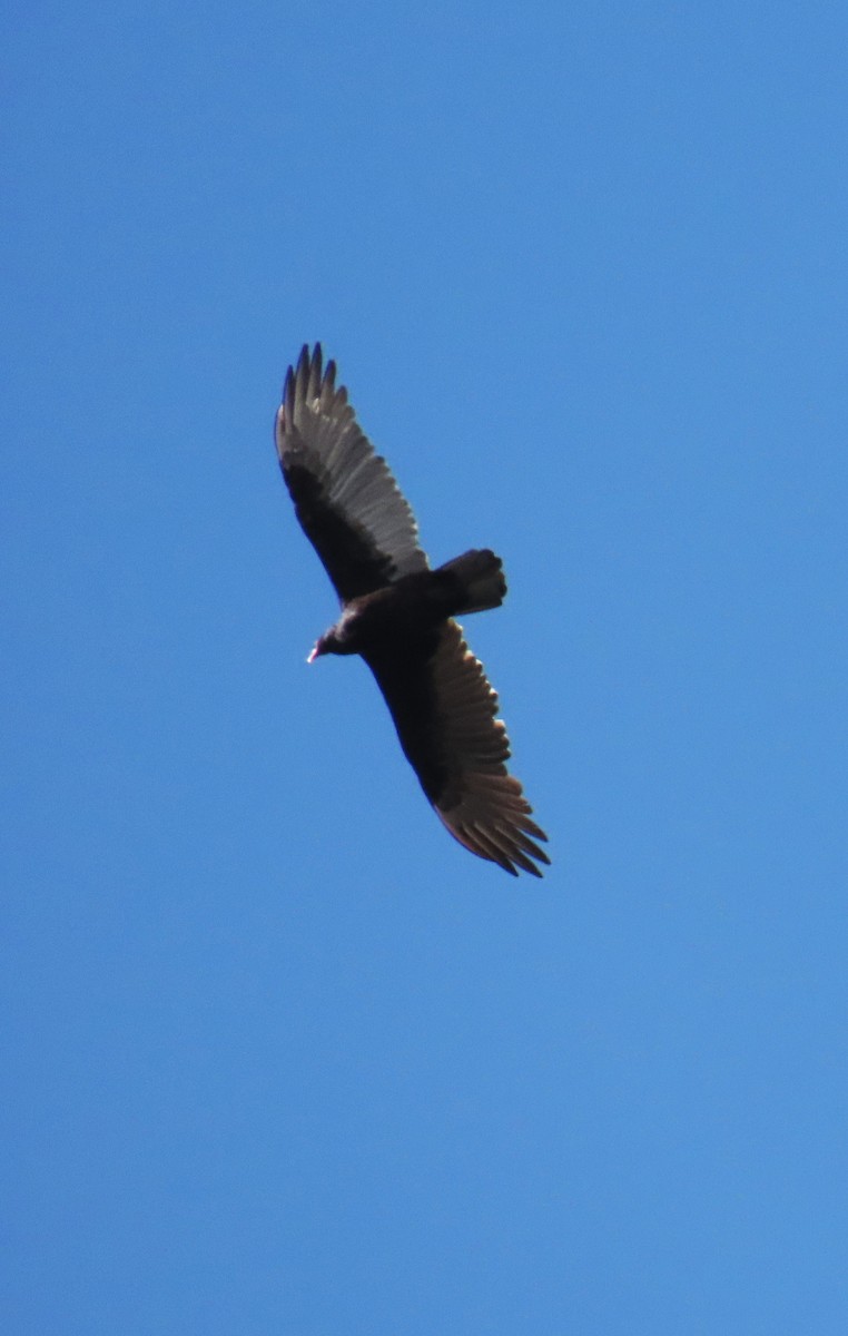 Turkey Vulture - ML642717683