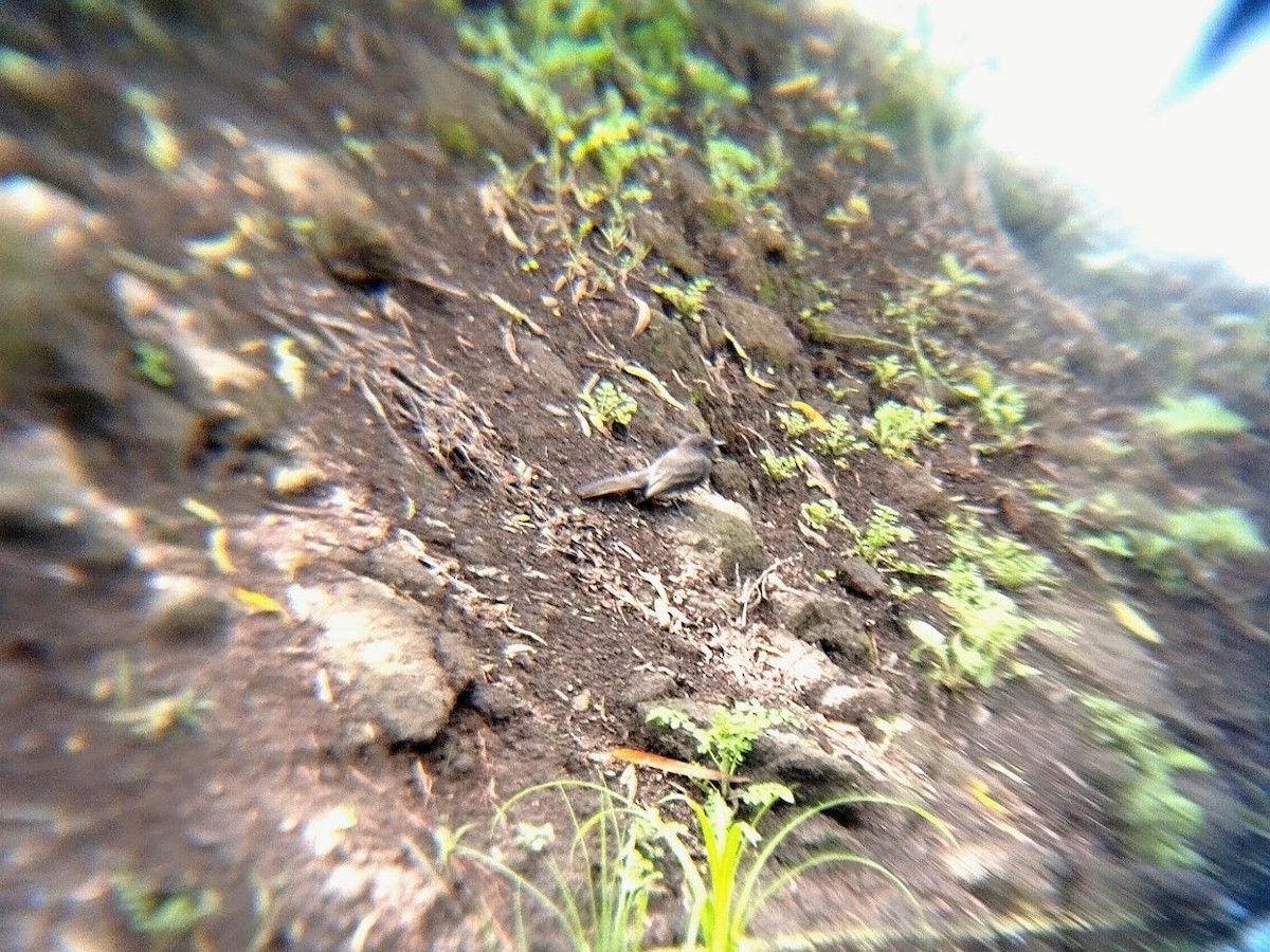 Black Phoebe - ML642717688