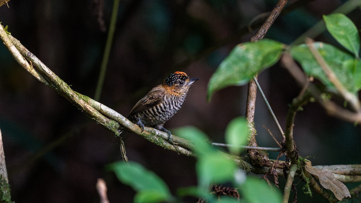 Ochre-collared Piculet - ML642717692