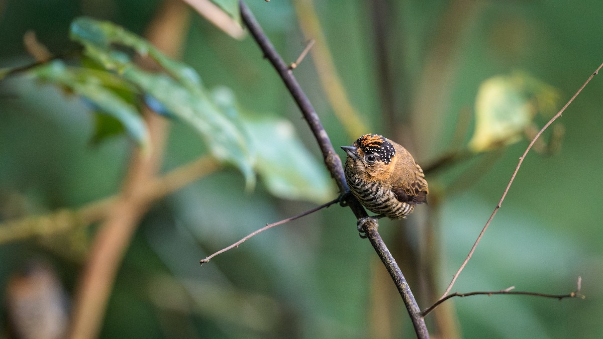 Ochre-collared Piculet - ML642717693