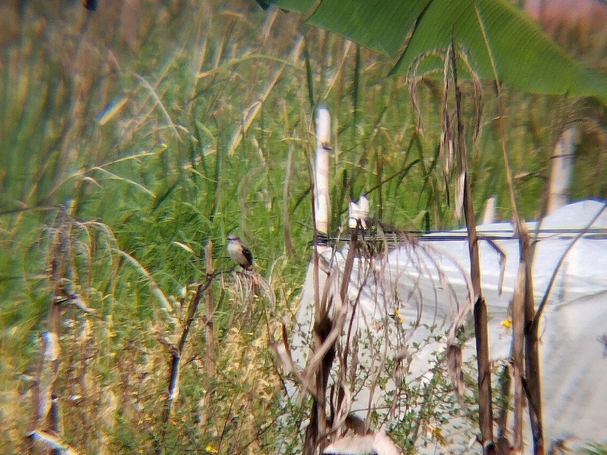 Tropical Mockingbird - ML642717702