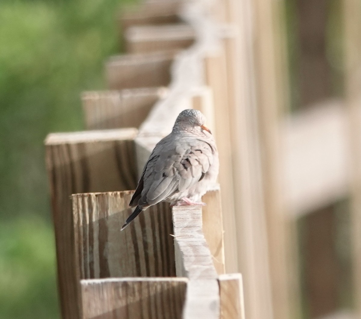 Common Ground Dove - ML642717718