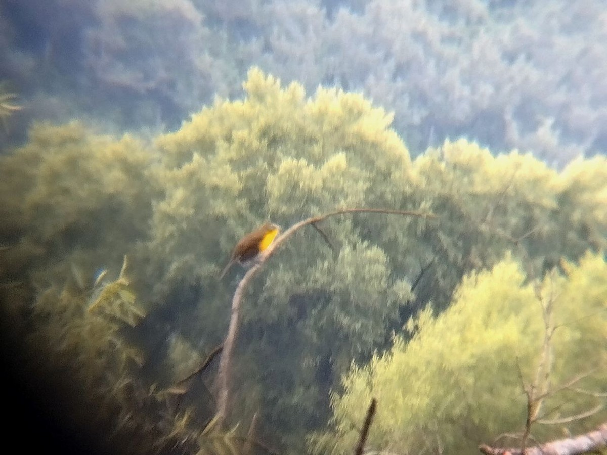 Yellow-breasted Chat - ML642717729