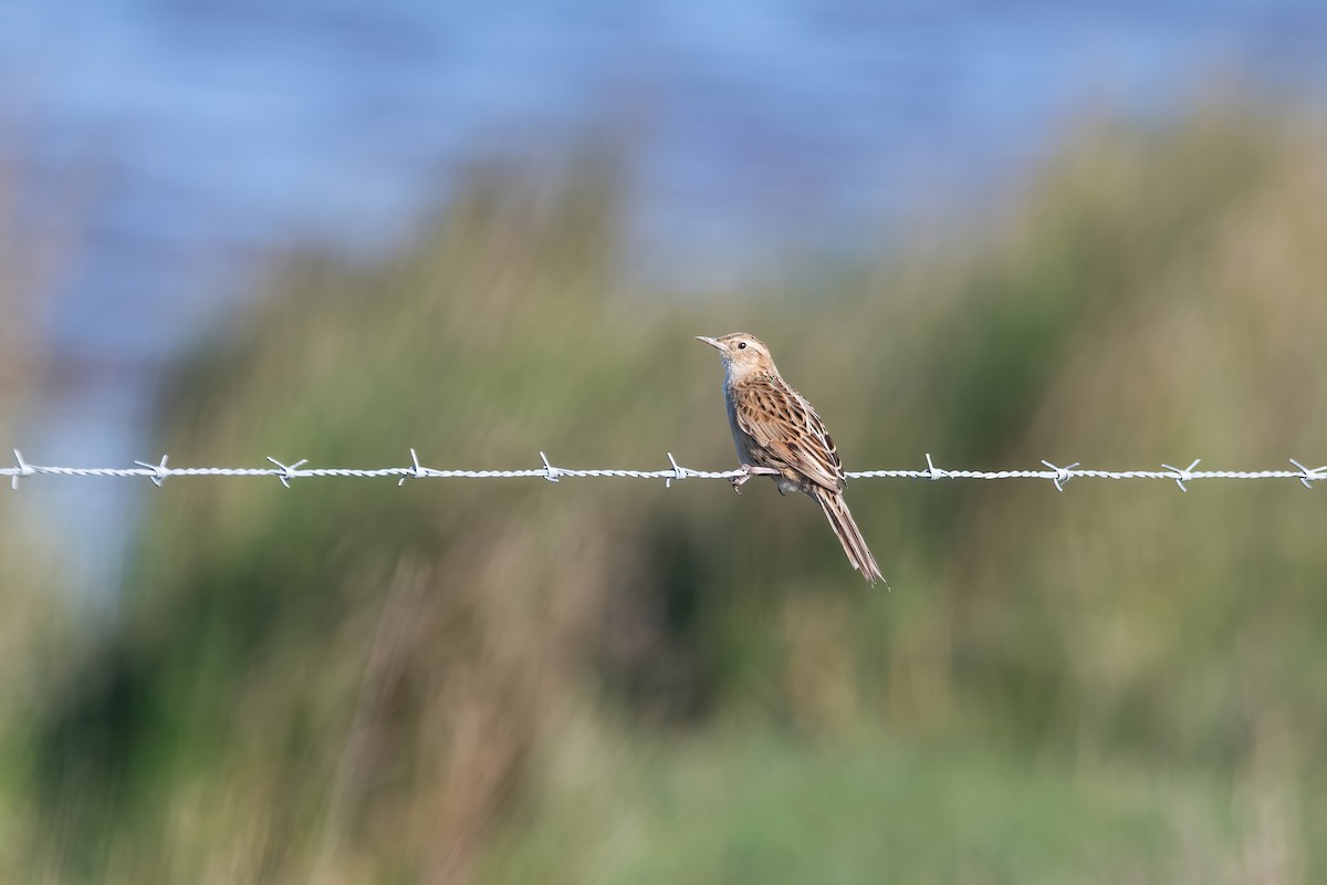 Hudson's Canastero - ML642717731