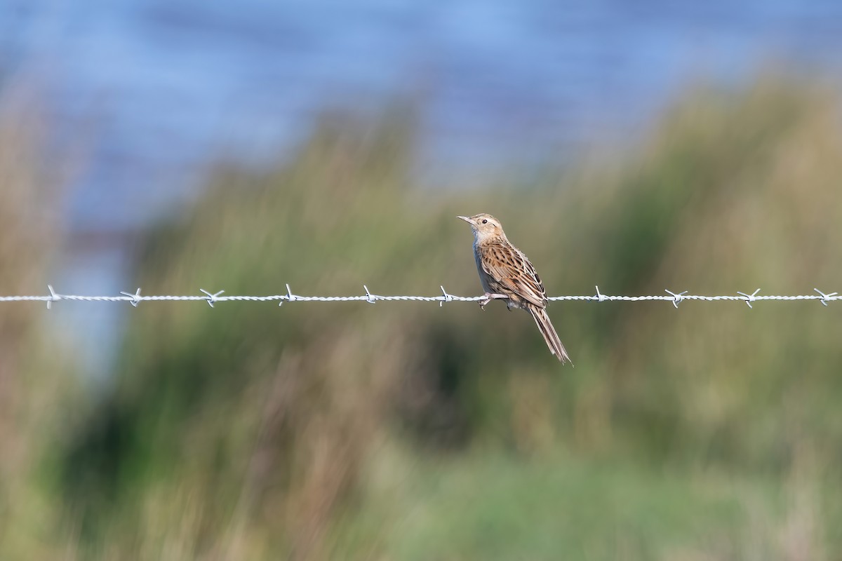 Hudson's Canastero - ML642717732