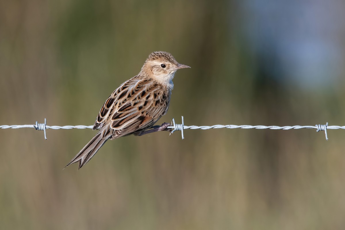 Hudson's Canastero - ML642717733