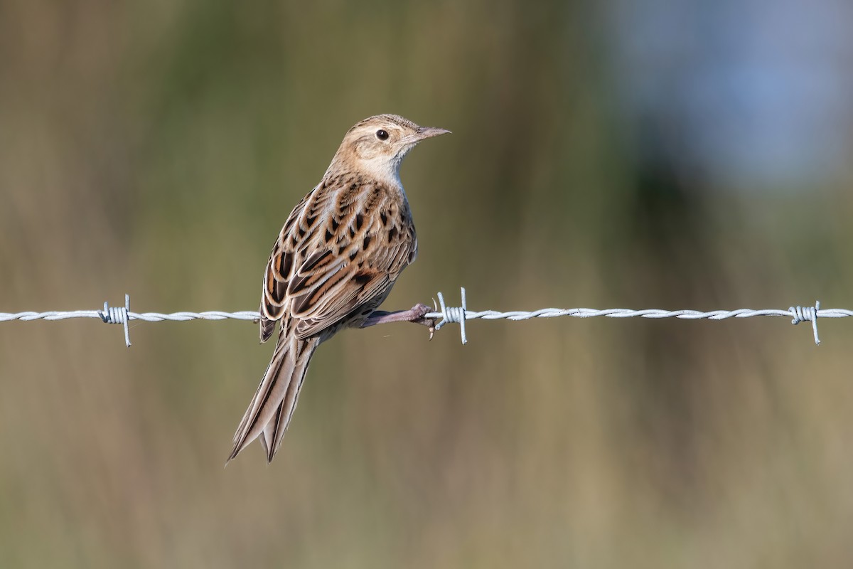 Hudson's Canastero - ML642717734