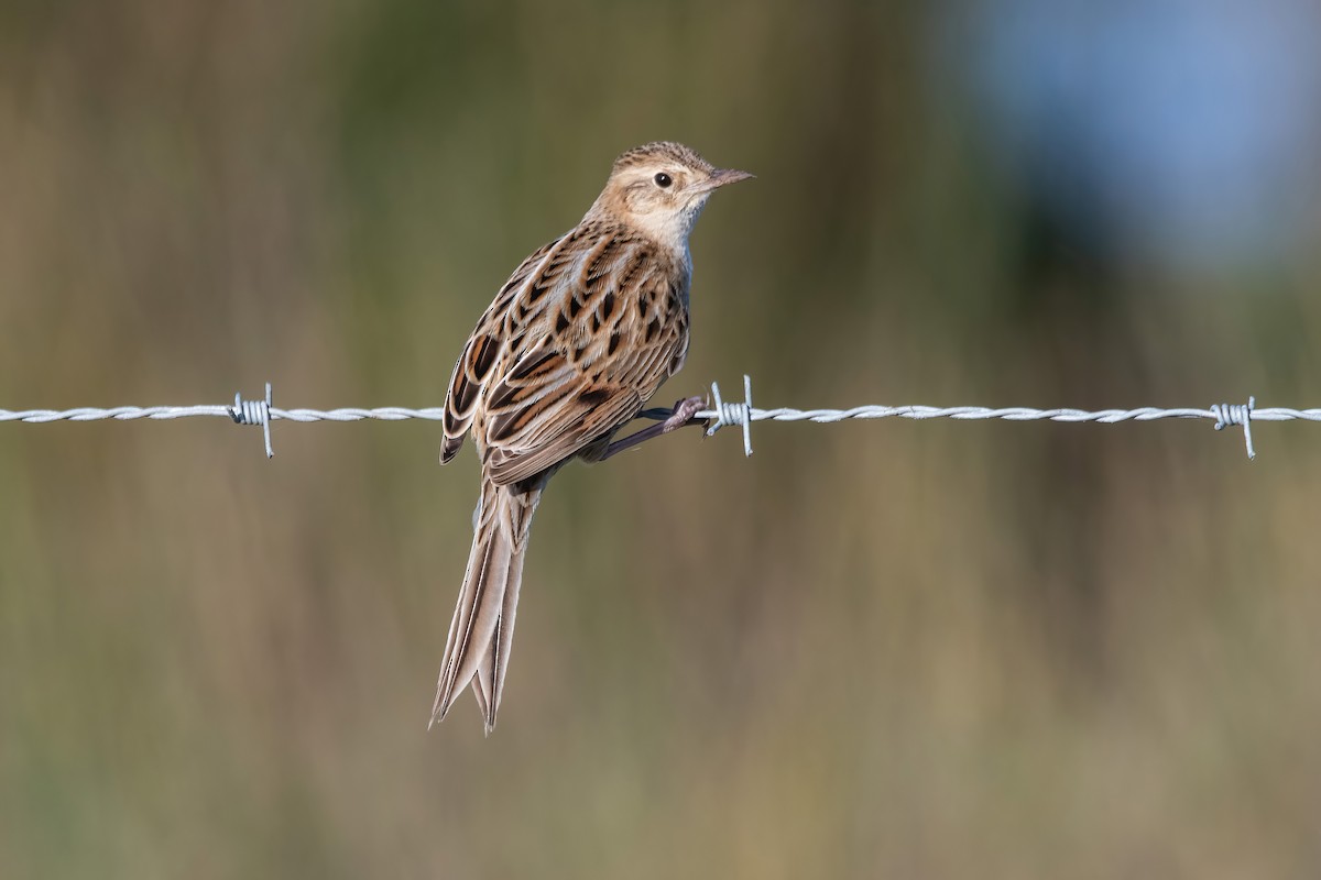 Hudson's Canastero - ML642717735