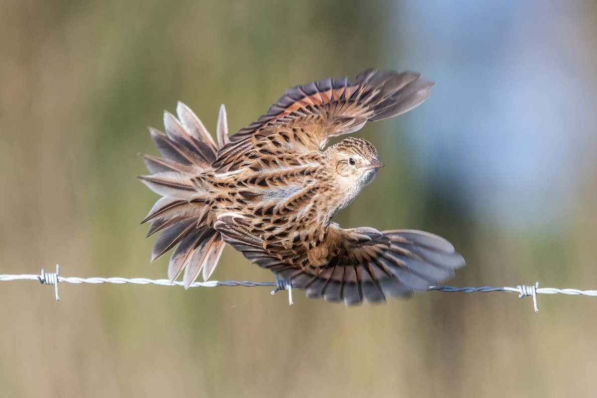 Hudson's Canastero - ML642717736