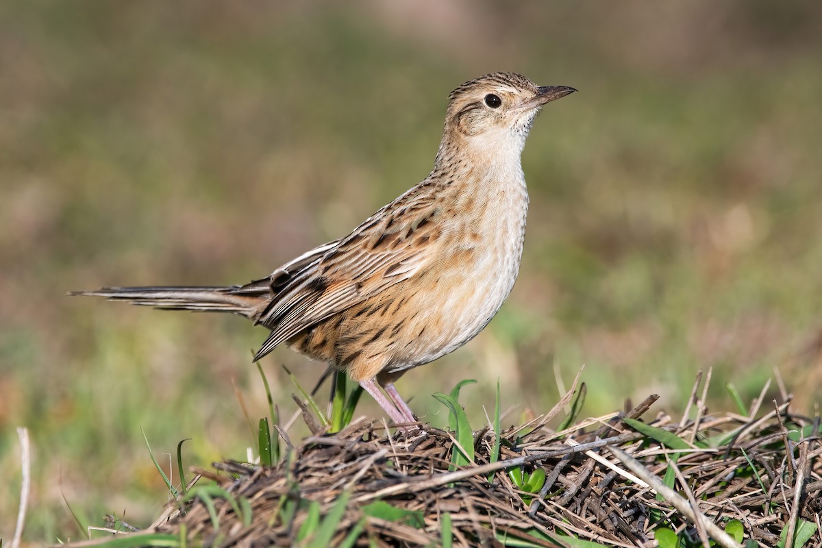 Hudson's Canastero - ML642717737