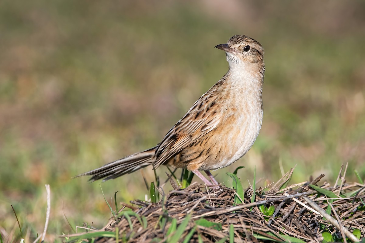 Hudson's Canastero - ML642717738