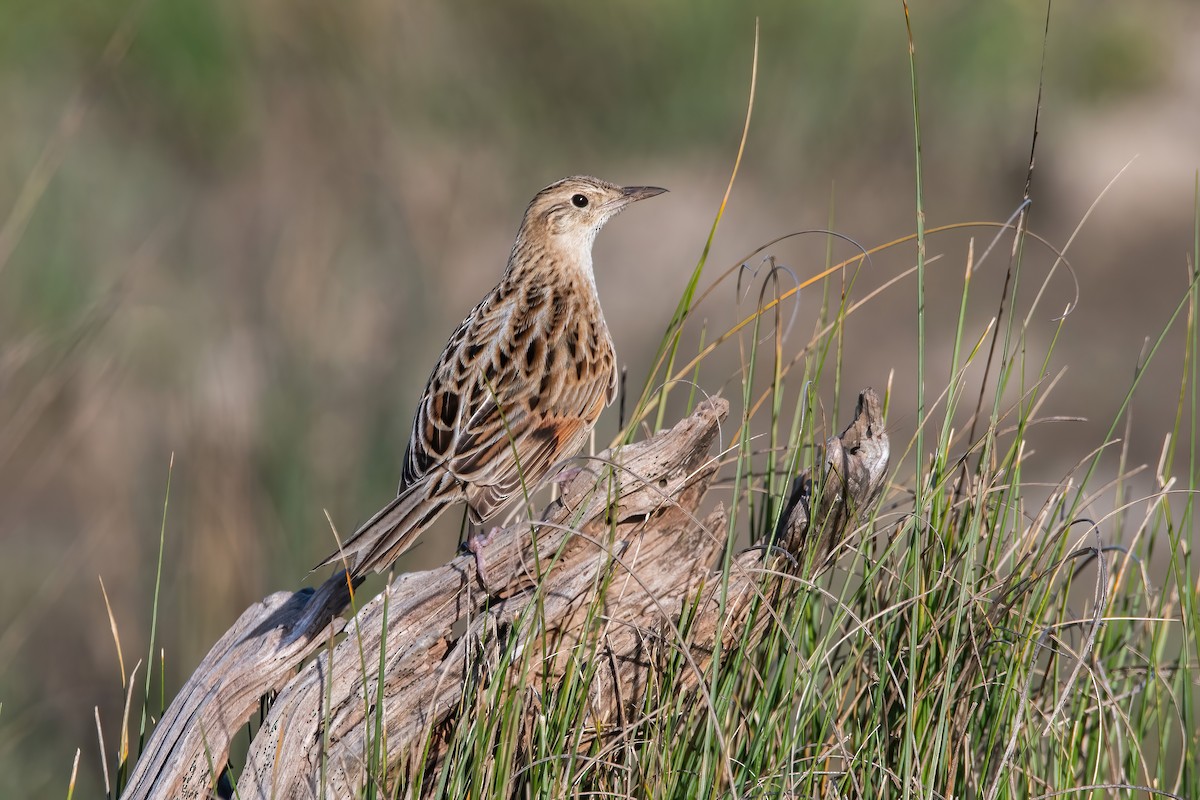 Hudson's Canastero - ML642717739