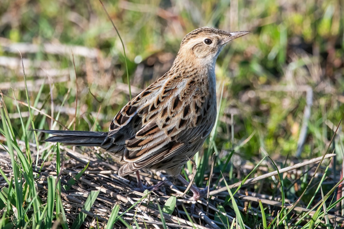 Hudson's Canastero - ML642717741