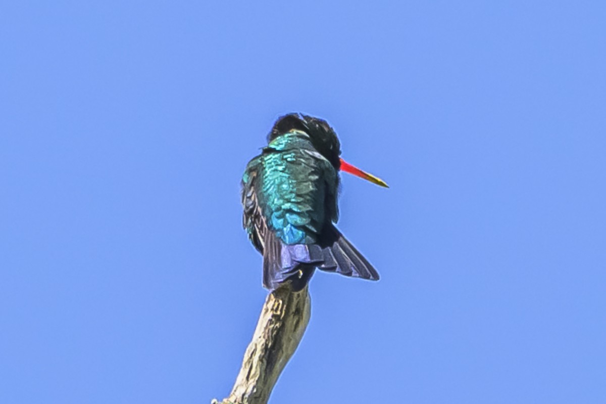 Glittering-bellied Emerald - ML642717750