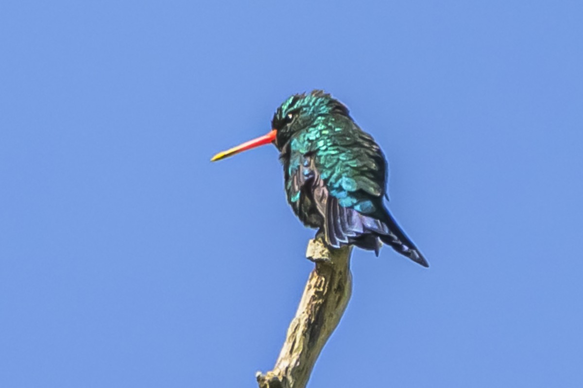 Glittering-bellied Emerald - ML642717753