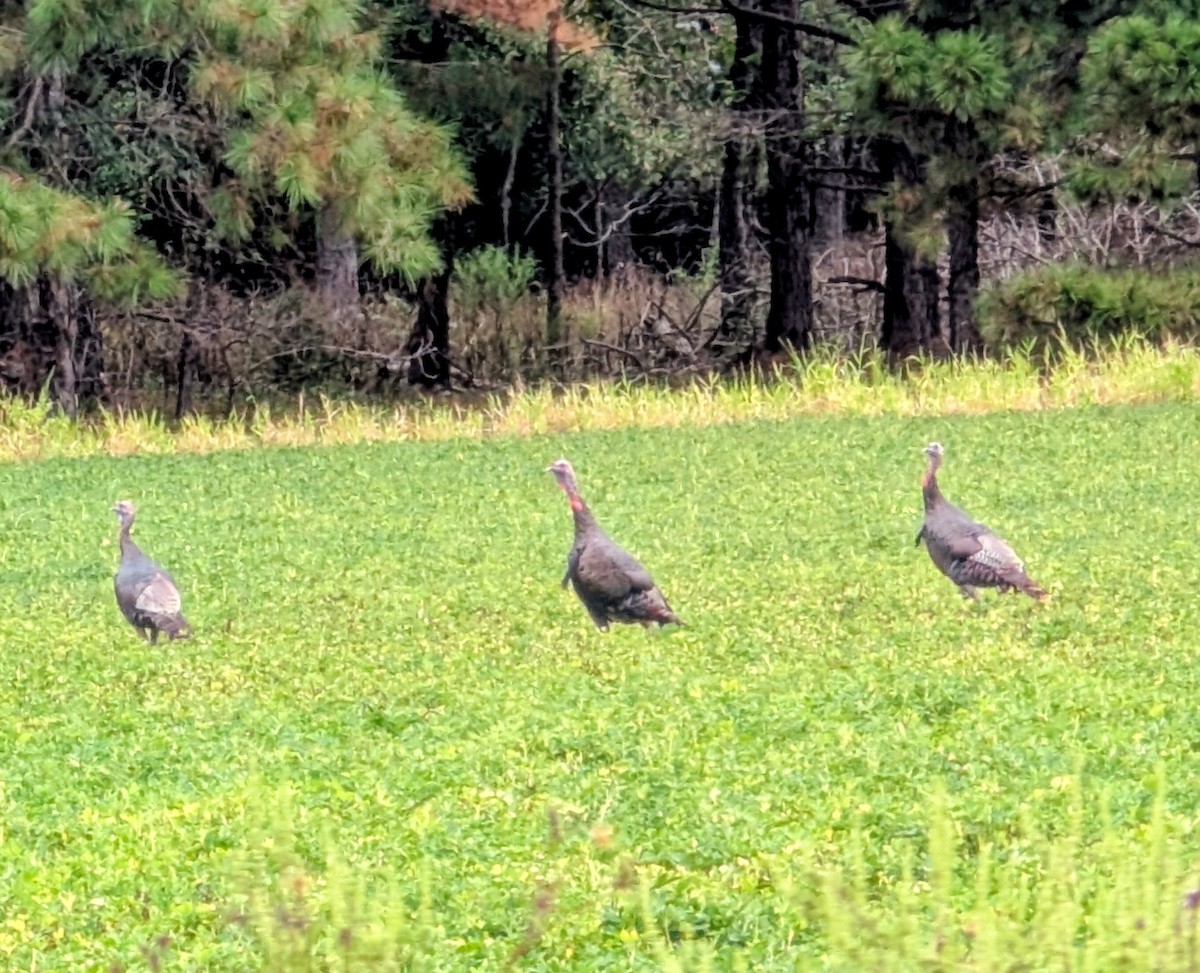 Wild Turkey - ML642717756