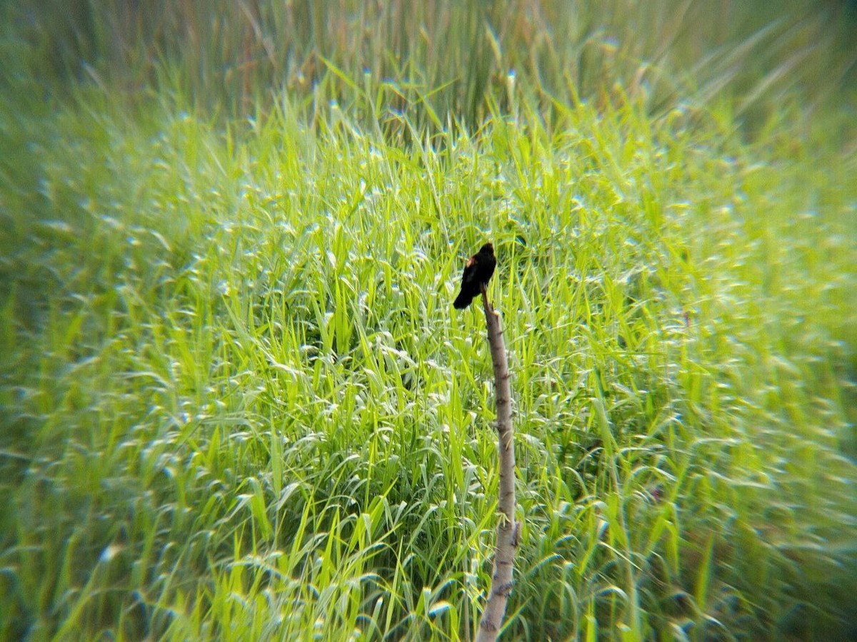 Red-winged Blackbird - ML642717760