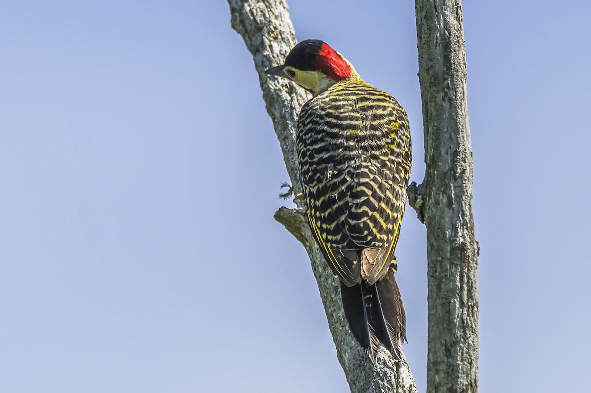 Green-barred Woodpecker - ML642717806
