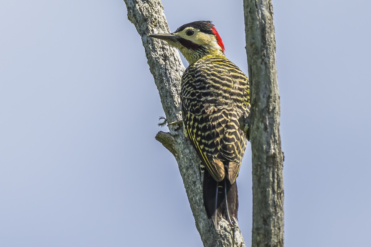 Green-barred Woodpecker - ML642717809