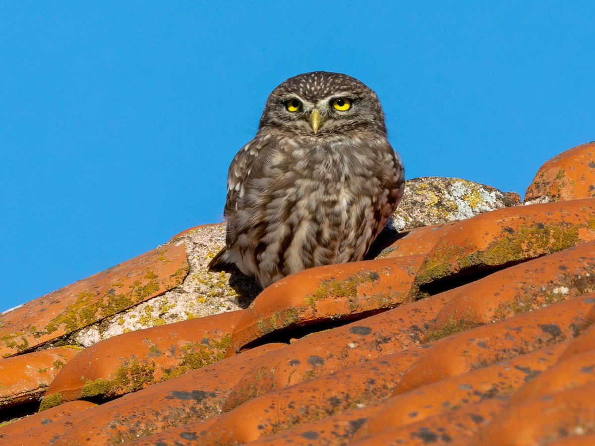 Little Owl (Little) - ML642717817