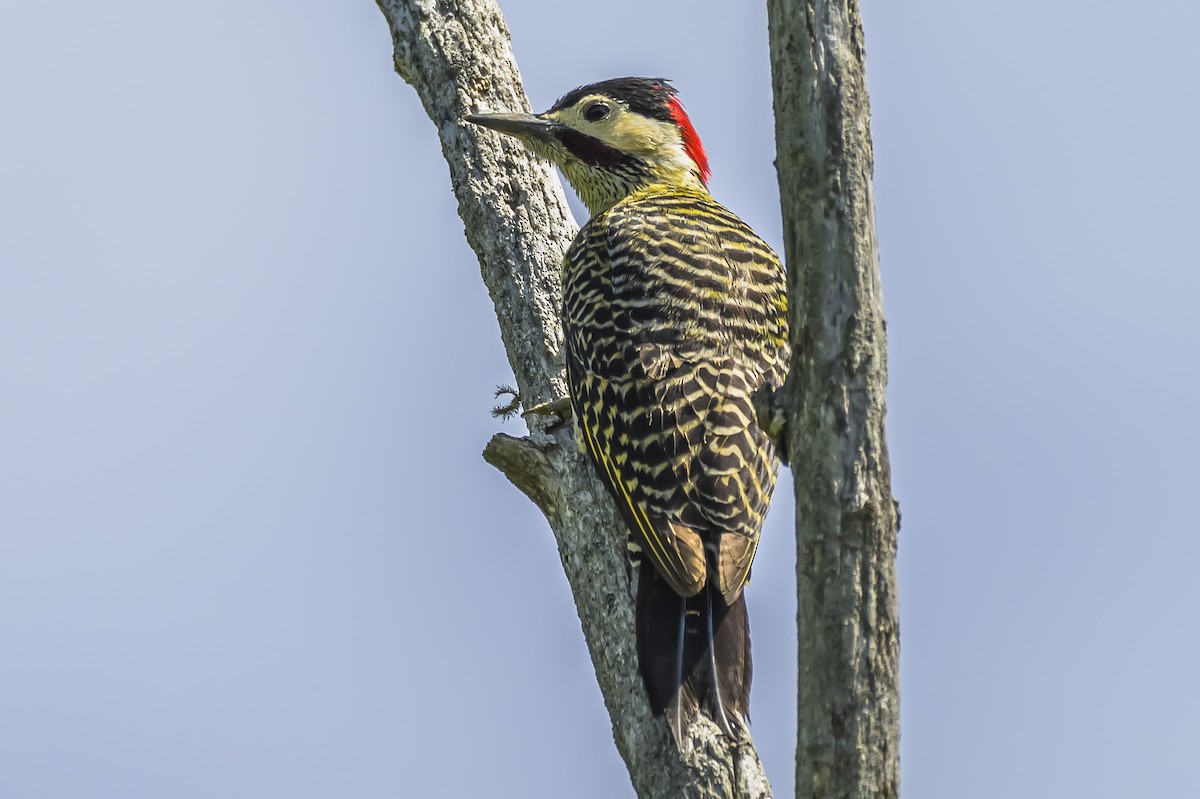 Green-barred Woodpecker - ML642717819