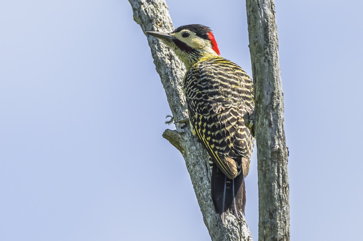 Green-barred Woodpecker - ML642717821