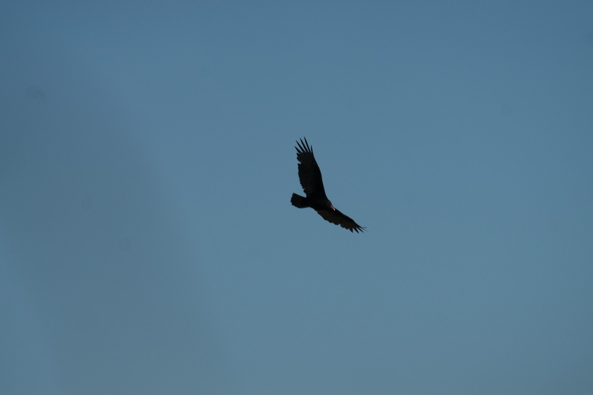 Turkey Vulture - ML642717824