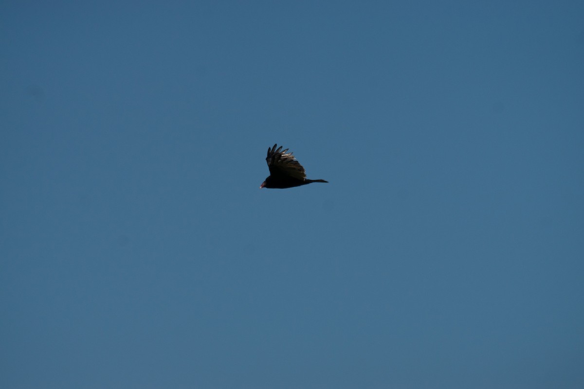 Turkey Vulture - ML642717826