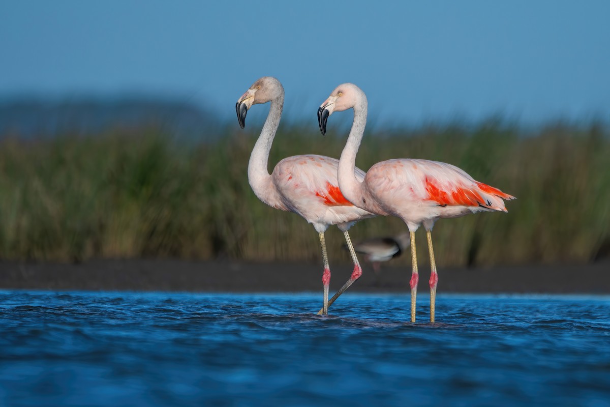 Chilean Flamingo - ML642717832