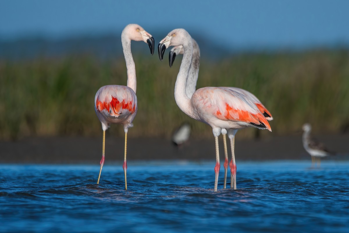 Chilean Flamingo - ML642717833