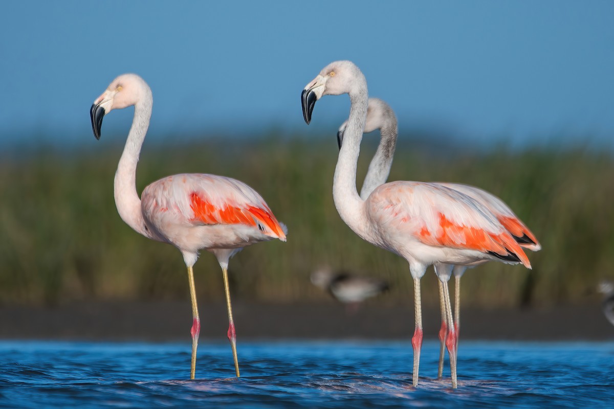 Chilean Flamingo - ML642717834