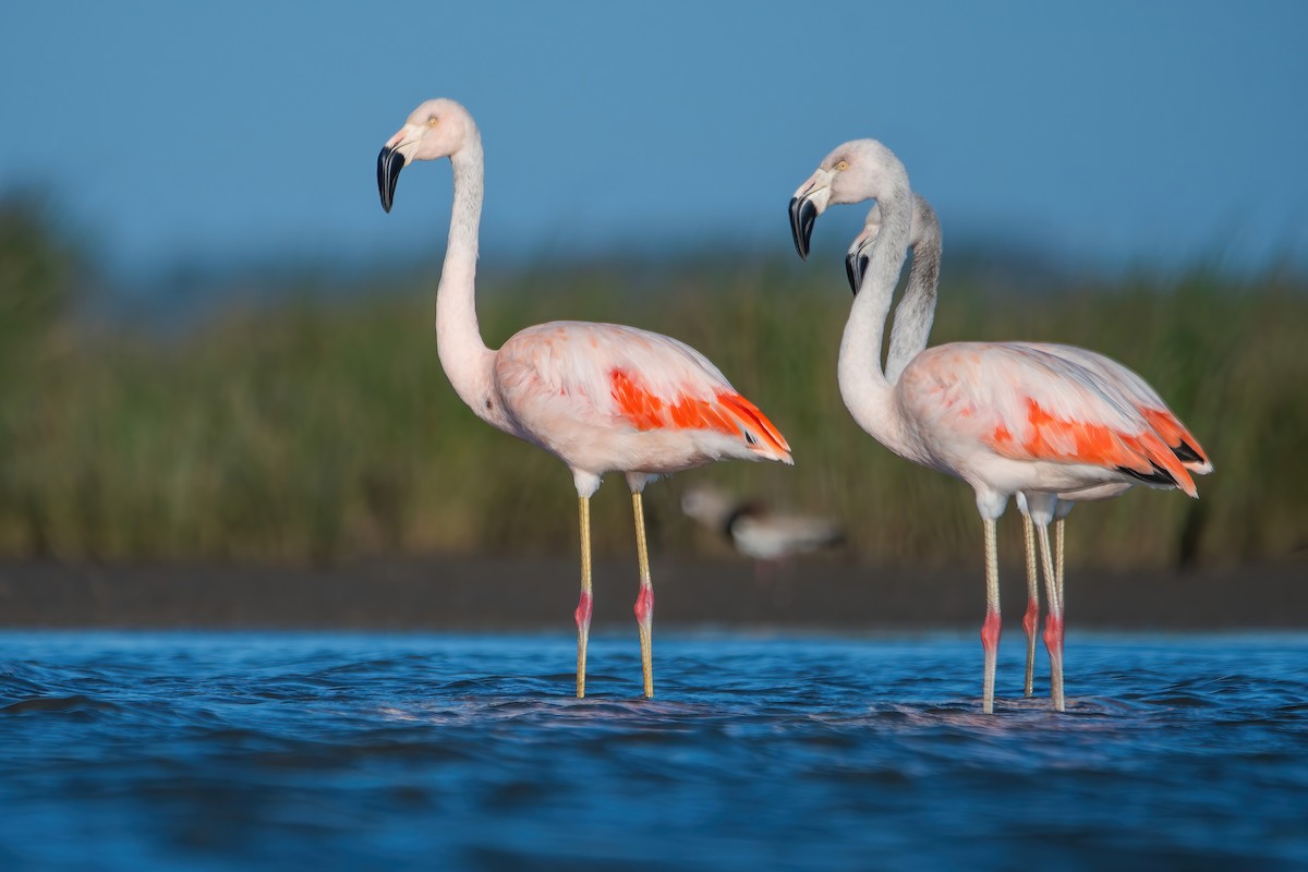 Chilean Flamingo - ML642717835
