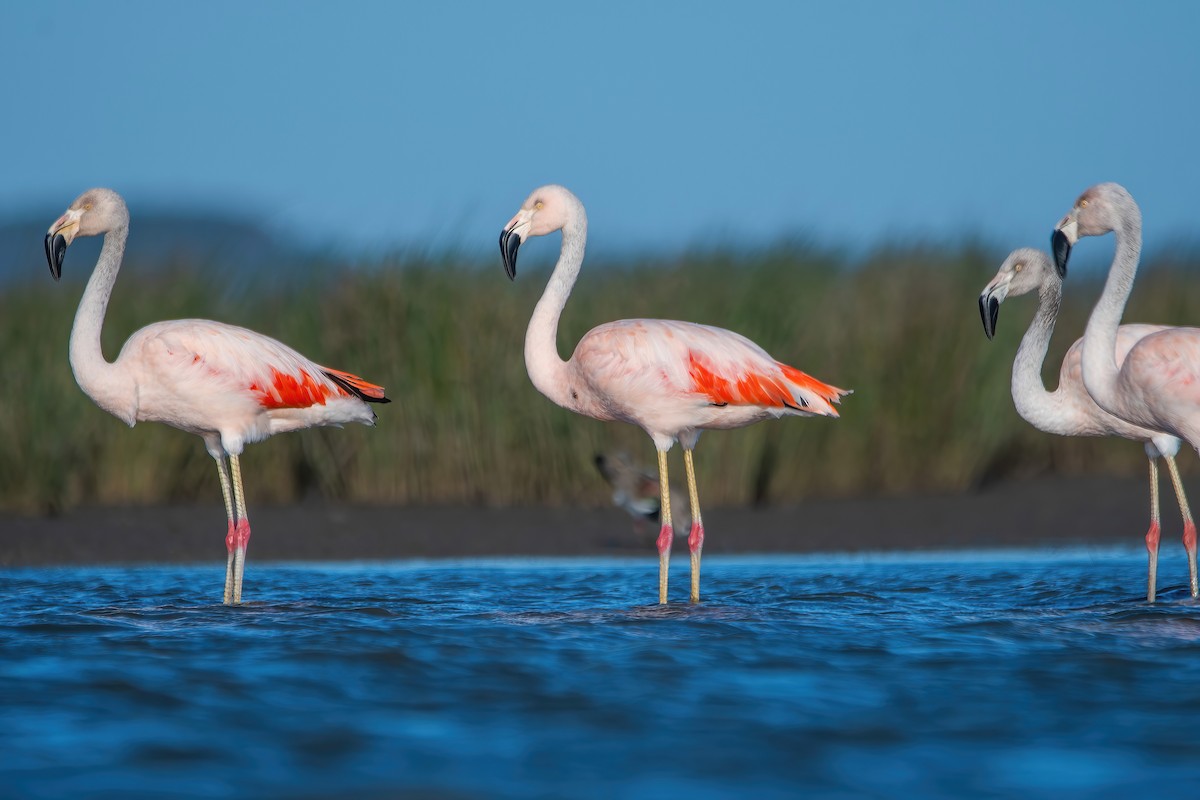 Chilean Flamingo - ML642717836