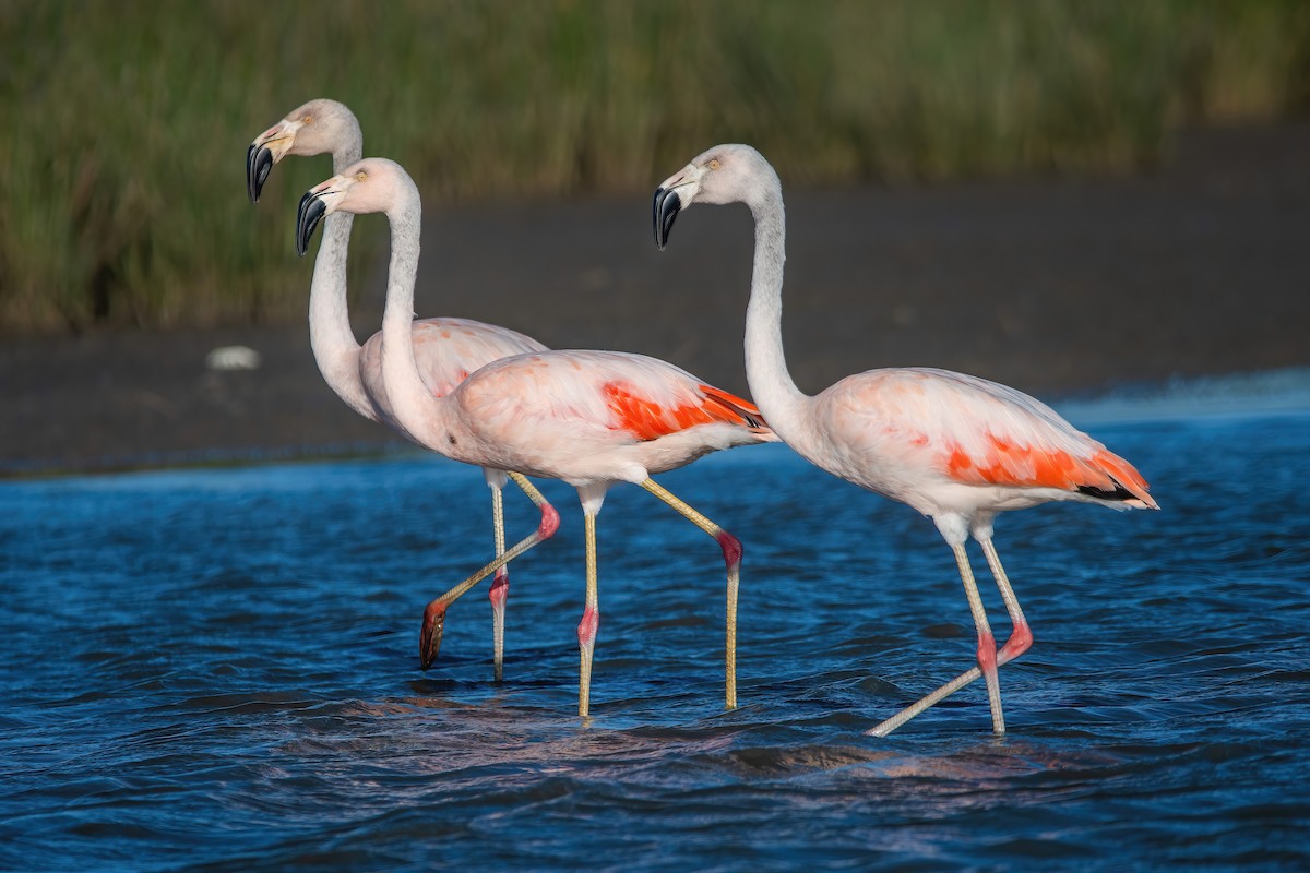 Chilean Flamingo - ML642717837