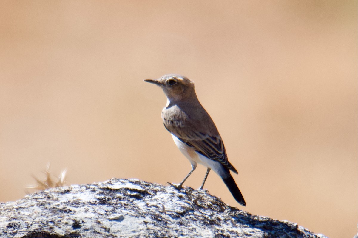 Western Black-eared Wheatear - ML642717838