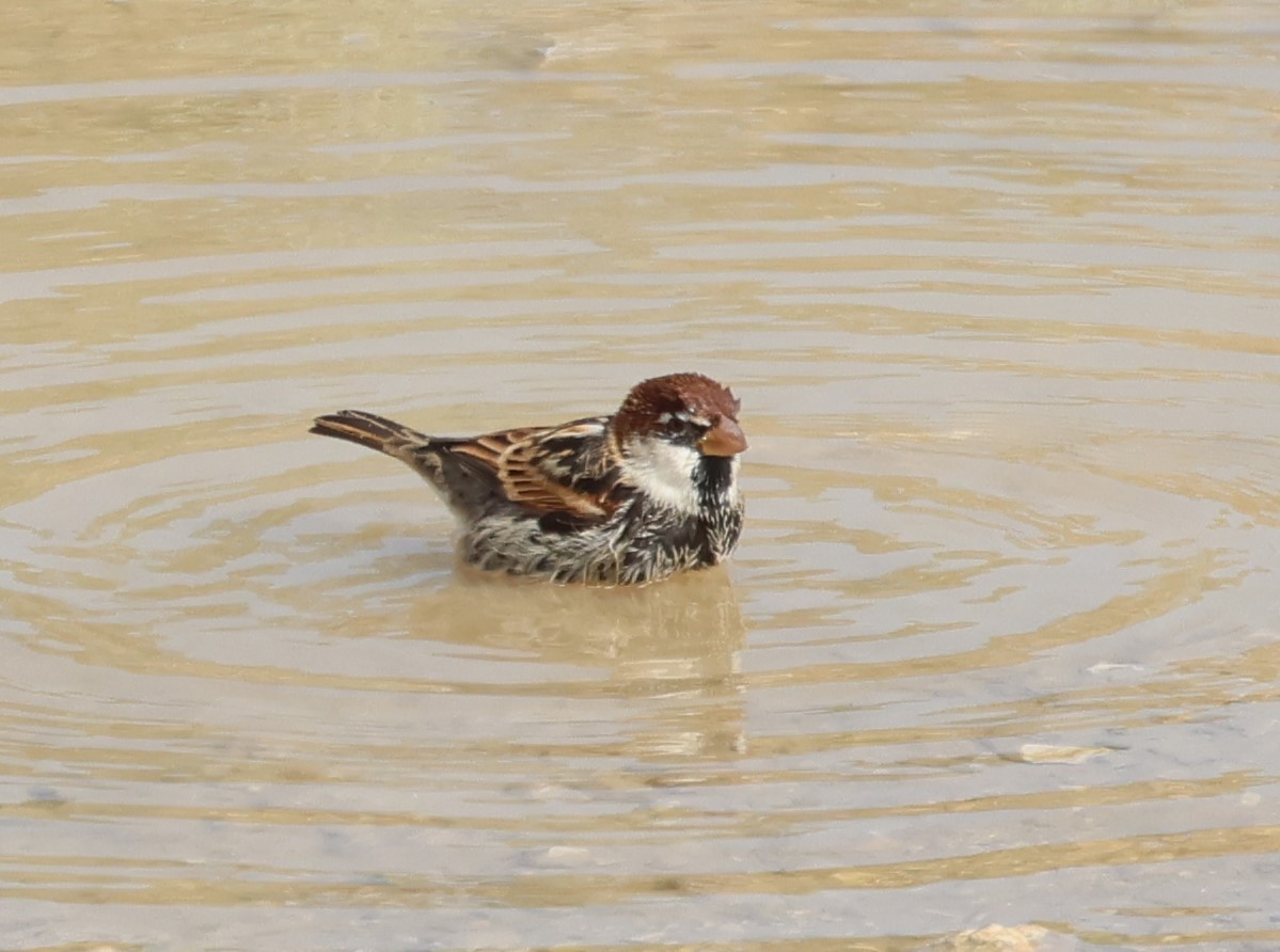 Spanish Sparrow - ML642717840