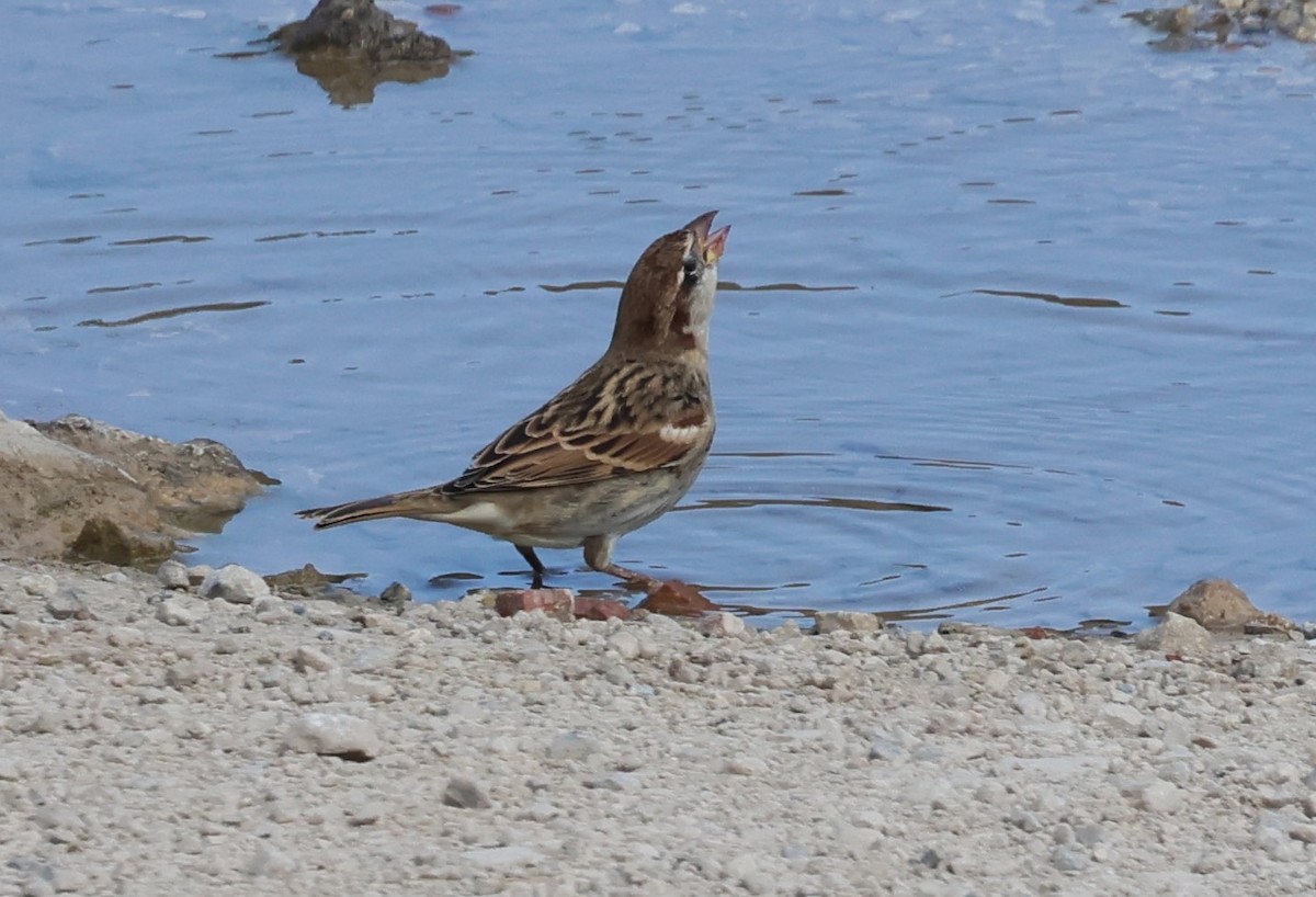 Spanish Sparrow - ML642717841