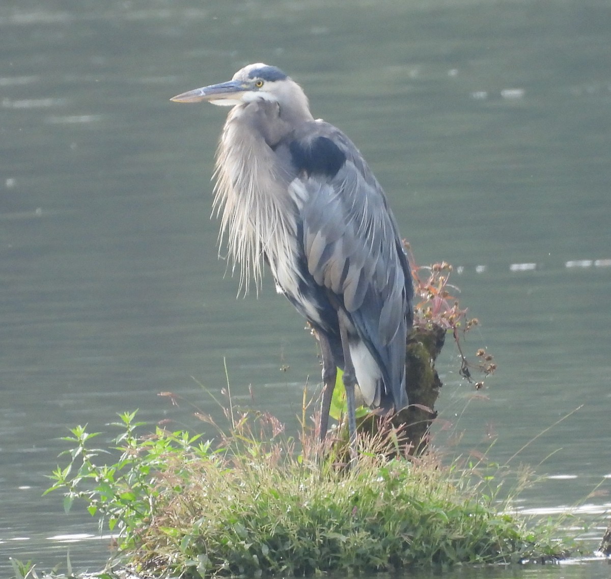 Great Blue Heron - ML642717877