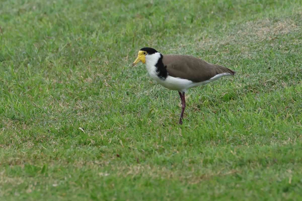 Masked Lapwing - ML642717893