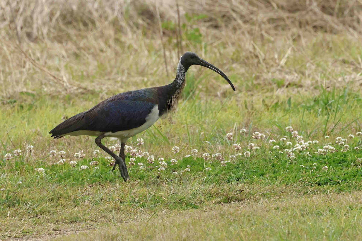 Straw-necked Ibis - ML642717901