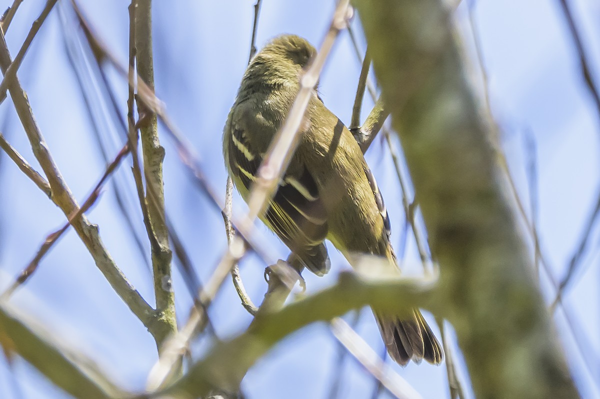 Small-billed Elaenia - ML642717908