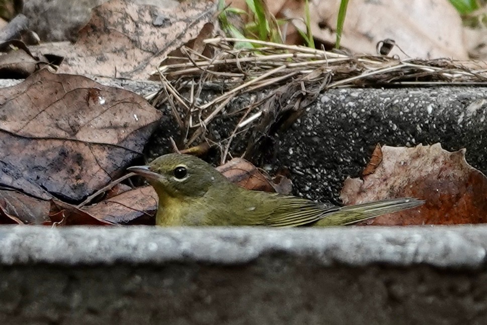 Paruline triste - ML642717911